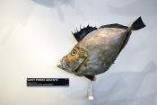 museum aquarium de nancy 8-2022 3850